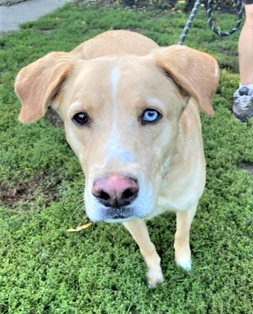 Skye, an adoptable Labrador Retriever in Macomb, MI, 48042 | Photo Image 2