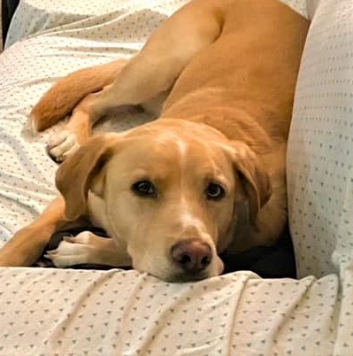 Skye, an adoptable Labrador Retriever in Macomb, MI, 48042 | Photo Image 3