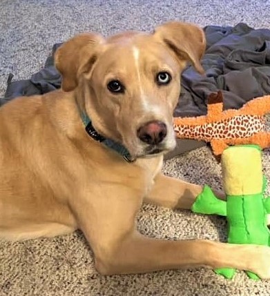 Skye, an adoptable Labrador Retriever in Macomb, MI, 48042 | Photo Image 4