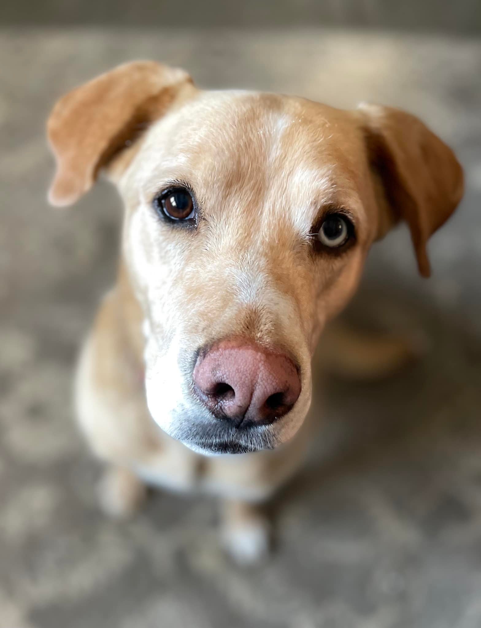 Skye, an adoptable Labrador Retriever in Macomb, MI, 48042 | Photo Image 1