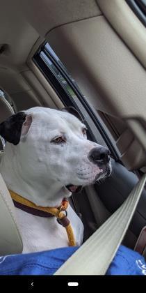 Savanna, an adoptable American Bulldog in Annapolis, MD, 21403 | Photo Image 2