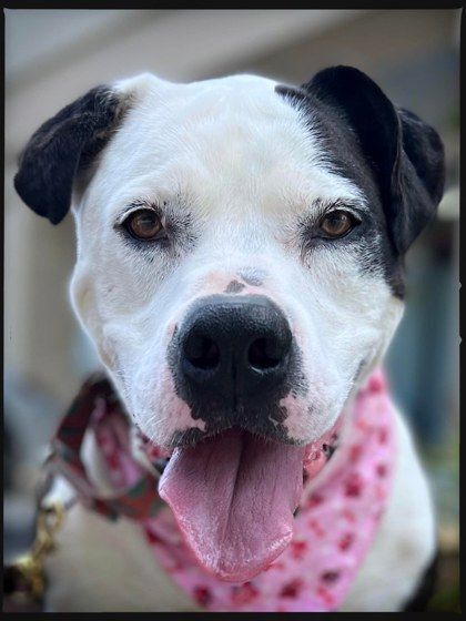 Savanna, an adoptable American Bulldog in Annapolis, MD, 21403 | Photo Image 5