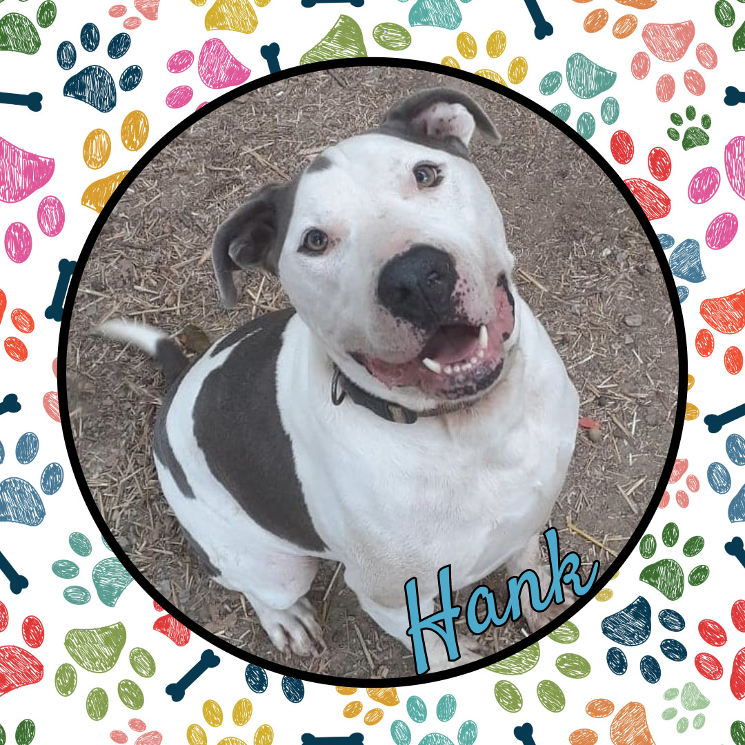 Hank, an adoptable American Staffordshire Terrier in Vine Grove, KY, 40175 | Photo Image 2