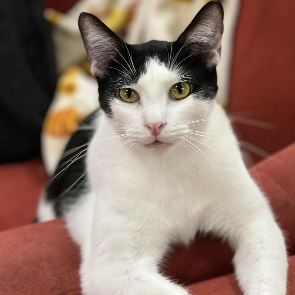 Cap'n Crunch, an adoptable Domestic Short Hair in Mount Juliet, TN, 37122 | Photo Image 1