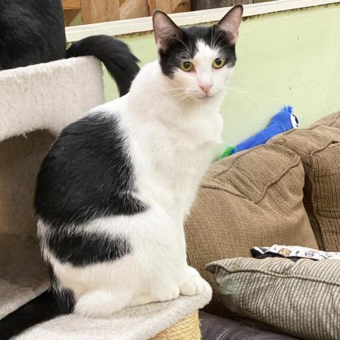 Cap'n Crunch, an adoptable Domestic Short Hair in Mount Juliet, TN, 37122 | Photo Image 2