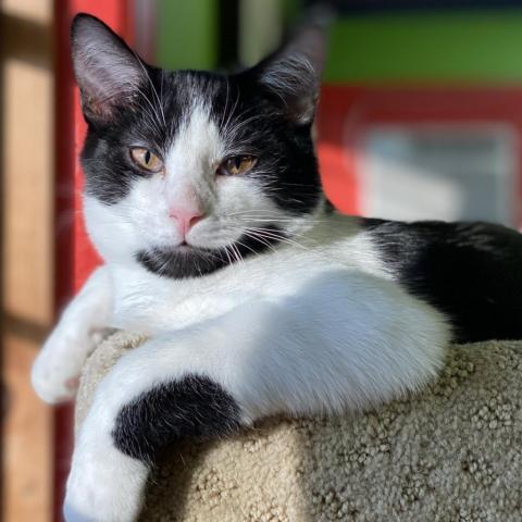 Apple Jacks, an adoptable Domestic Short Hair in Mount Juliet, TN, 37122 | Photo Image 2