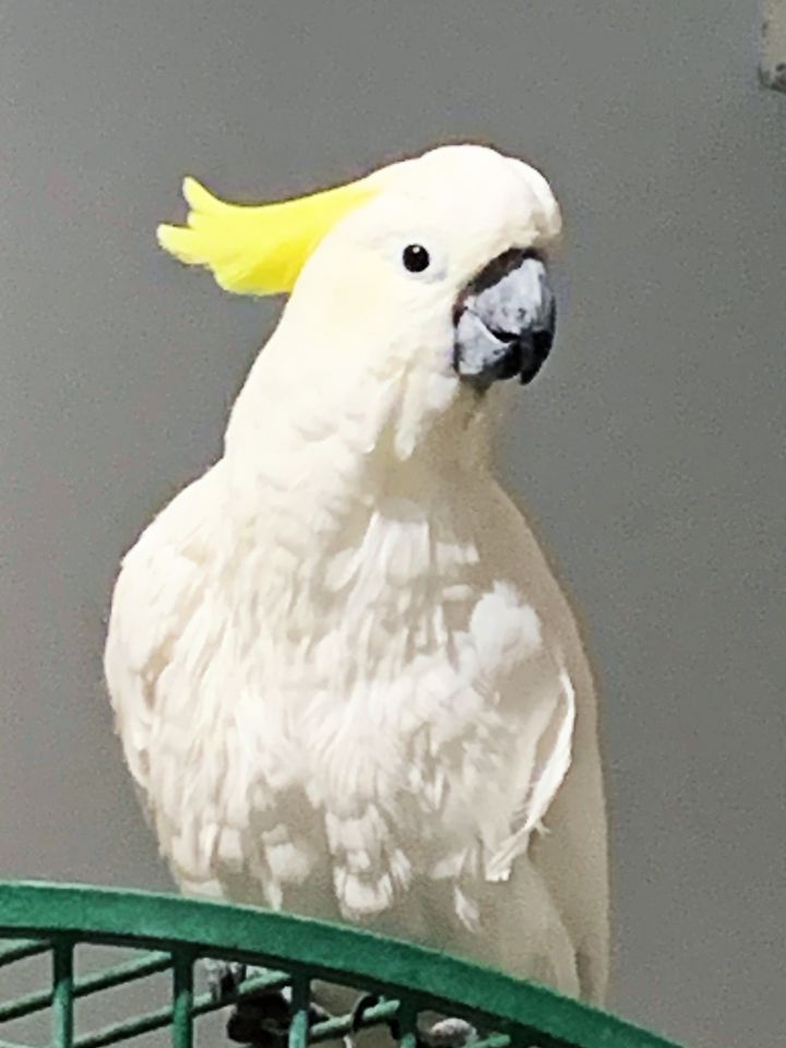 Kaya 1