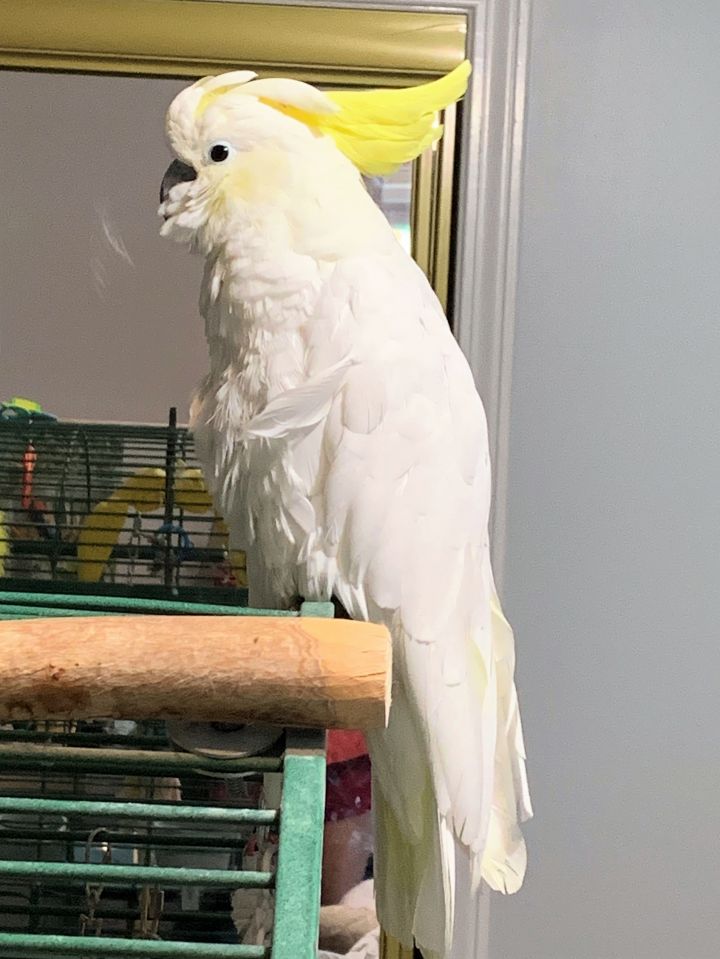 Kaya 2