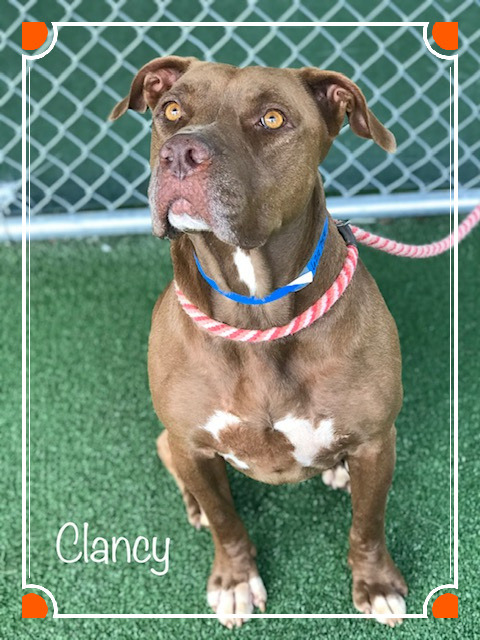 Dog For Adoption Clancy A Mixed Breed In Marietta Ga Petfinder