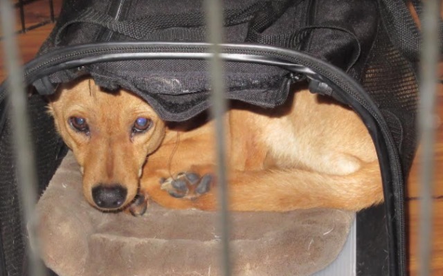 Dog for adoption - Pogo, a Chihuahua & Dachshund Mix in ...