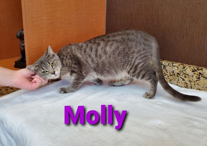 Molly 3