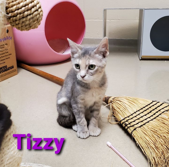Tizzy 2