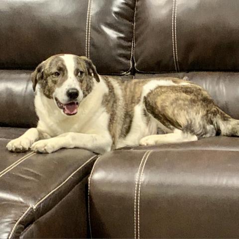 Crystal, an adoptable Great Pyrenees, Australian Shepherd in Dallas, TX, 75201 | Photo Image 1