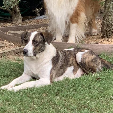 Crystal, an adoptable Great Pyrenees, Australian Shepherd in Dallas, TX, 75201 | Photo Image 2