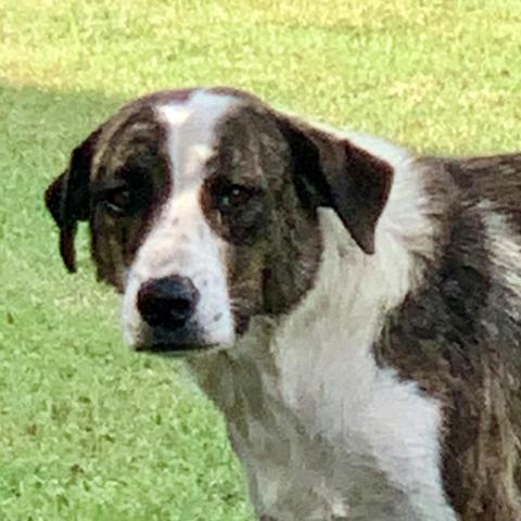 Crystal, an adoptable Great Pyrenees, Australian Shepherd in Dallas, TX, 75201 | Photo Image 2