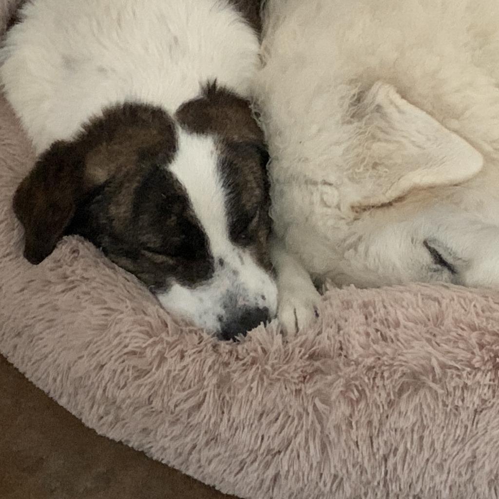 Crystal, an adoptable Great Pyrenees, Australian Shepherd in Dallas, TX, 75201 | Photo Image 2