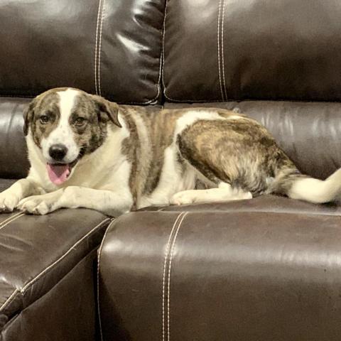 Crystal, an adoptable Great Pyrenees, Australian Shepherd in Dallas, TX, 75201 | Photo Image 3