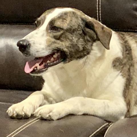 Crystal, an adoptable Great Pyrenees, Australian Shepherd in Dallas, TX, 75201 | Photo Image 4