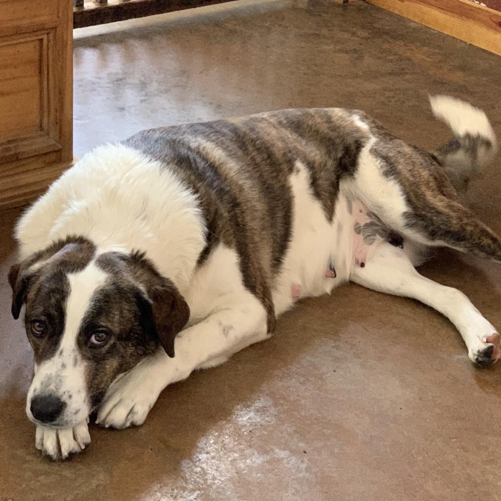 Crystal, an adoptable Great Pyrenees, Australian Shepherd in Dallas, TX, 75201 | Photo Image 4