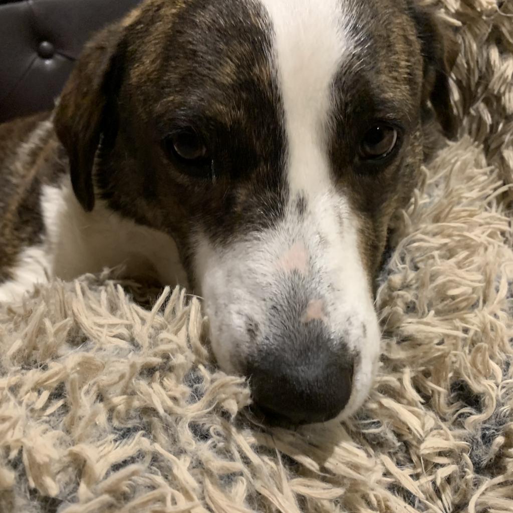 Crystal, an adoptable Great Pyrenees, Australian Shepherd in Dallas, TX, 75201 | Photo Image 5