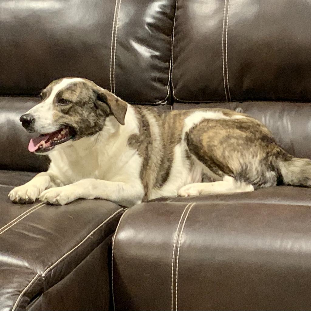 Crystal, an adoptable Great Pyrenees, Australian Shepherd in Dallas, TX, 75201 | Photo Image 6