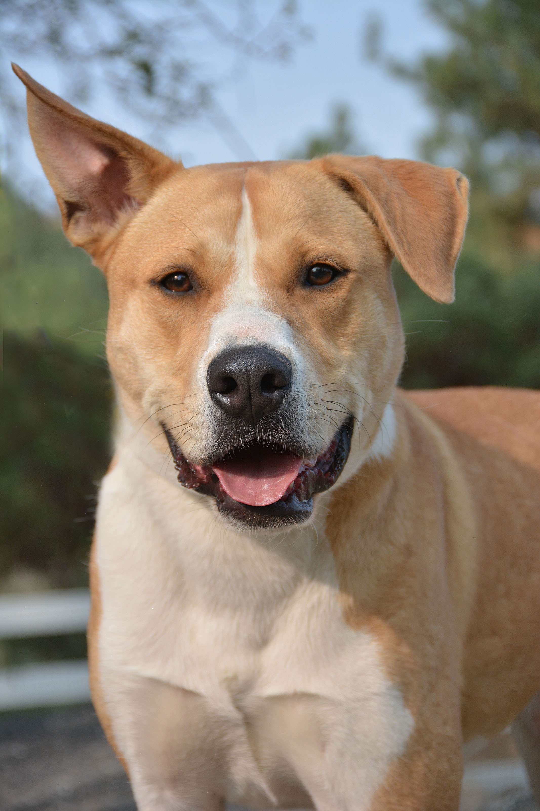 Dug, an adoptable Terrier in Mountain Center, CA, 92561 | Photo Image 1