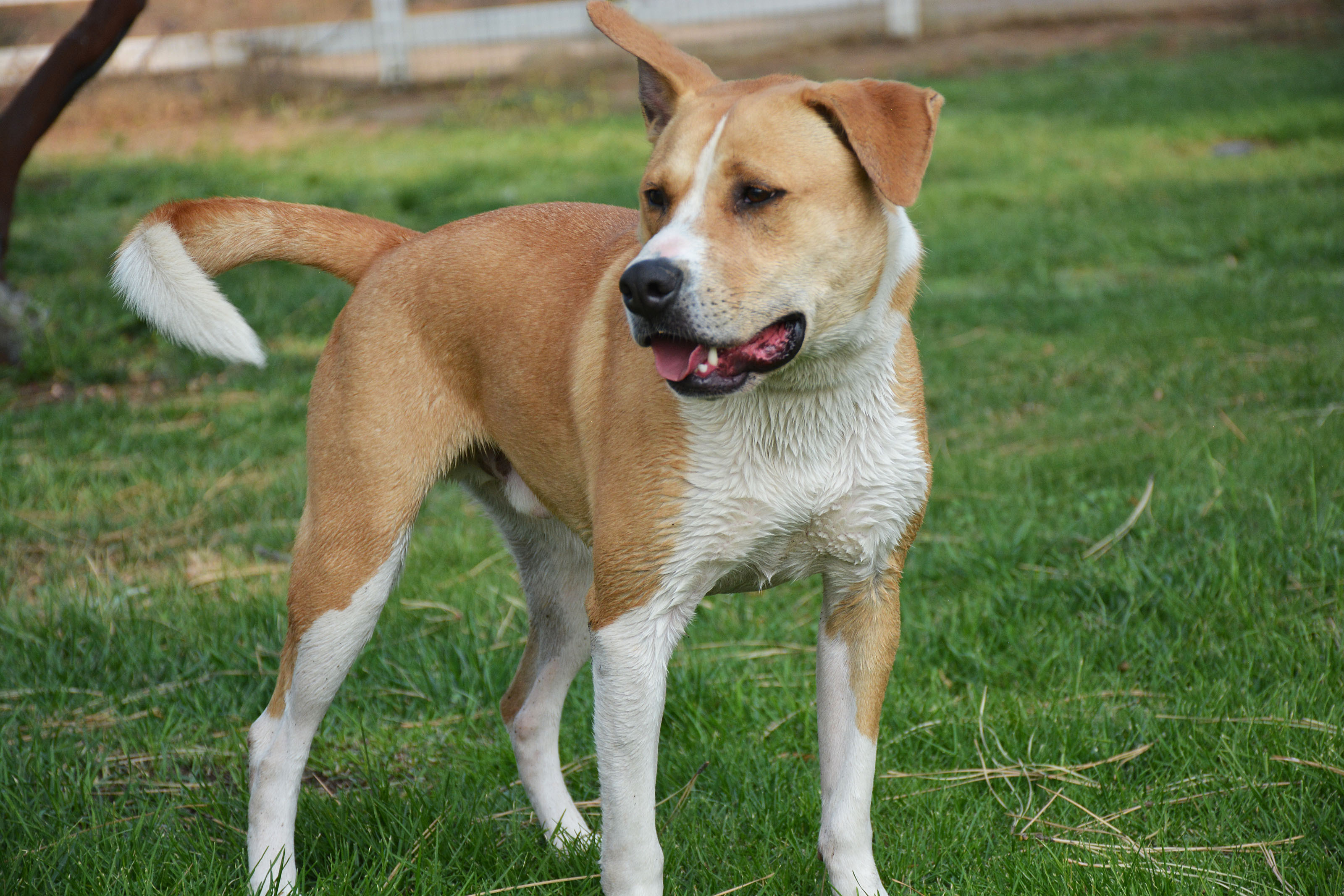 Dug, an adoptable Terrier in Mountain Center, CA, 92561 | Photo Image 2