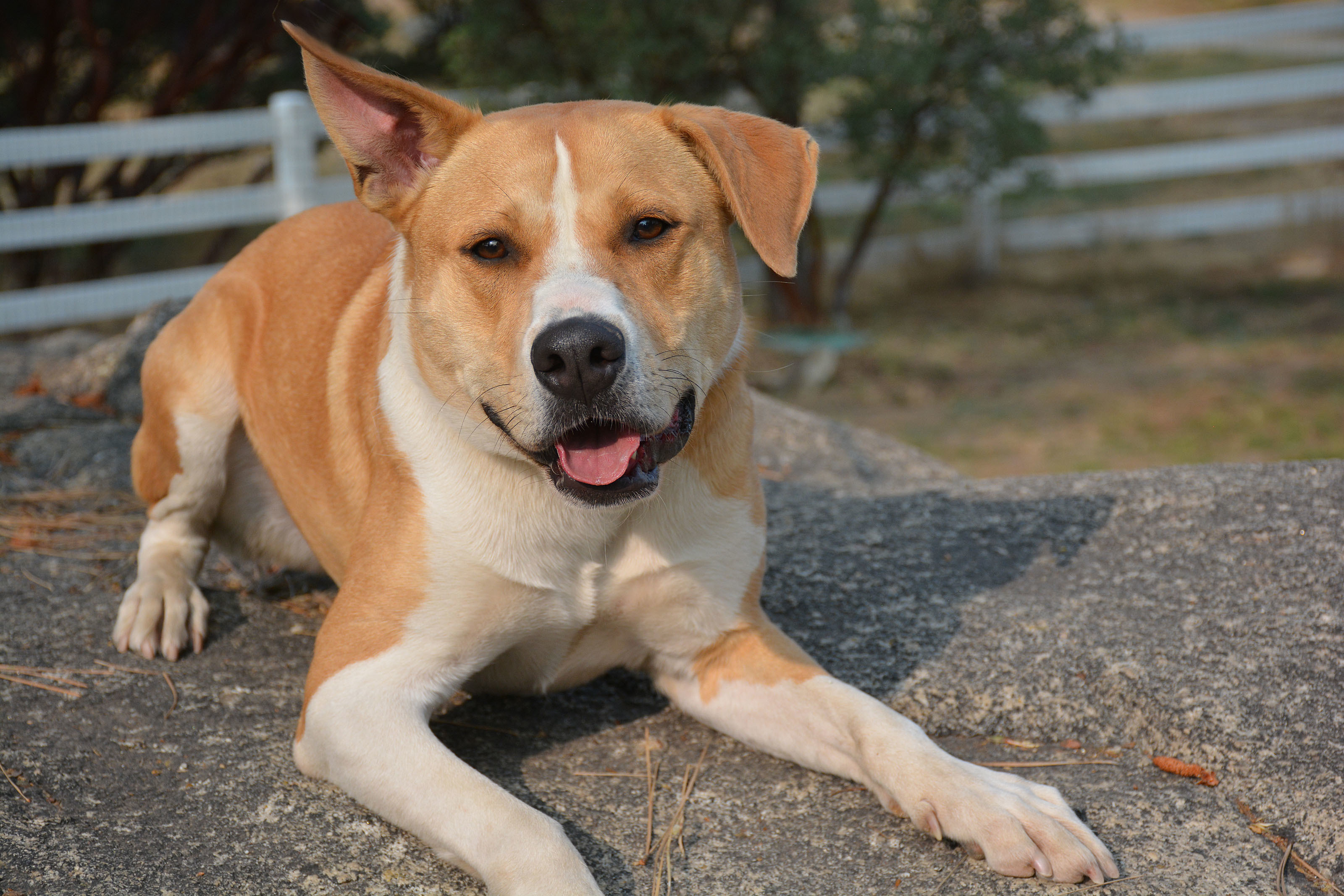 Dug, an adoptable Terrier in Mountain Center, CA, 92561 | Photo Image 3
