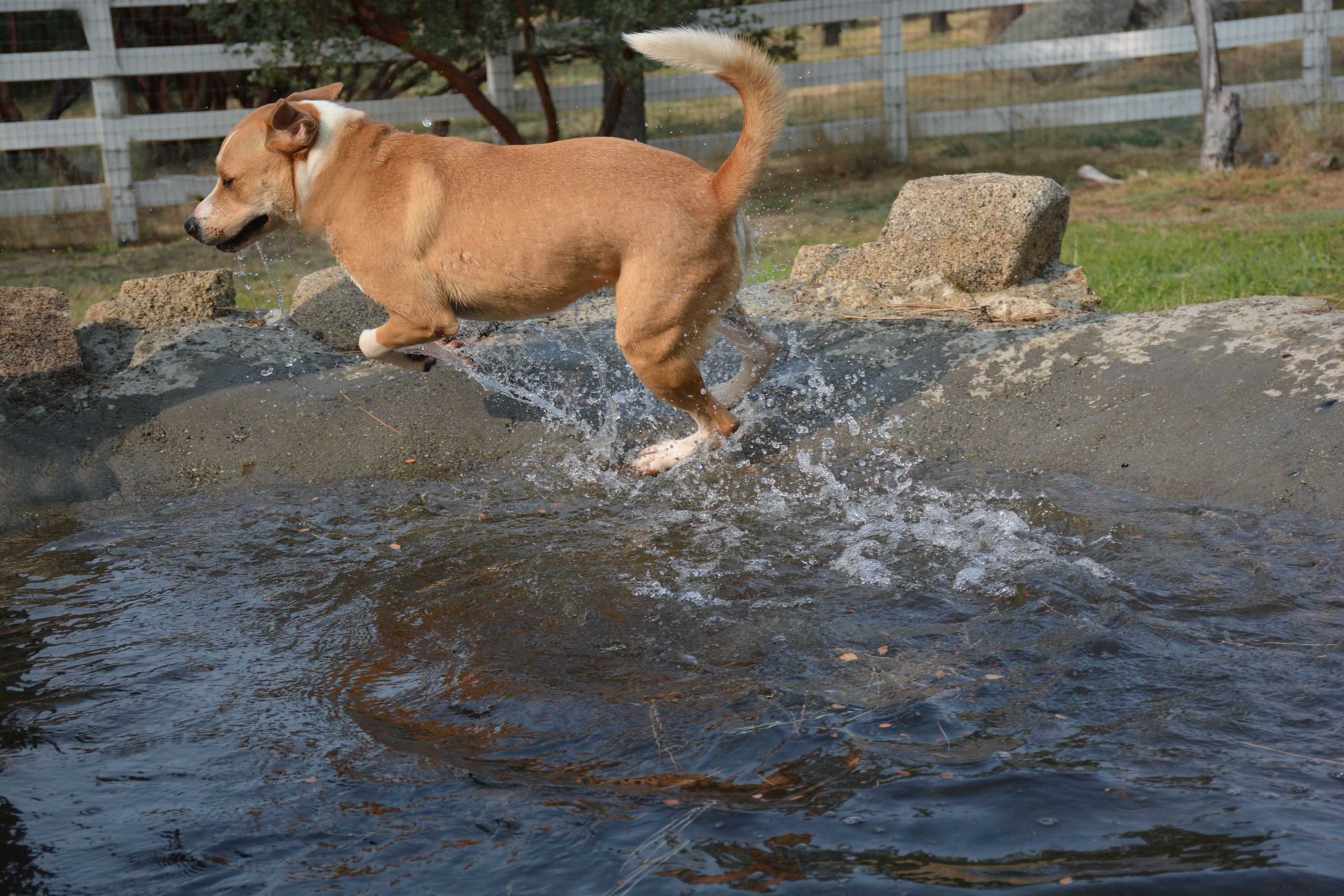 Dug, an adoptable Terrier in Mountain Center, CA, 92561 | Photo Image 5