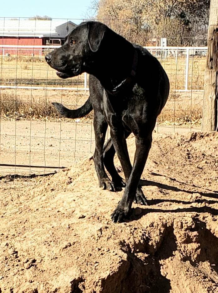 Black lab and mastiff hot sale mix