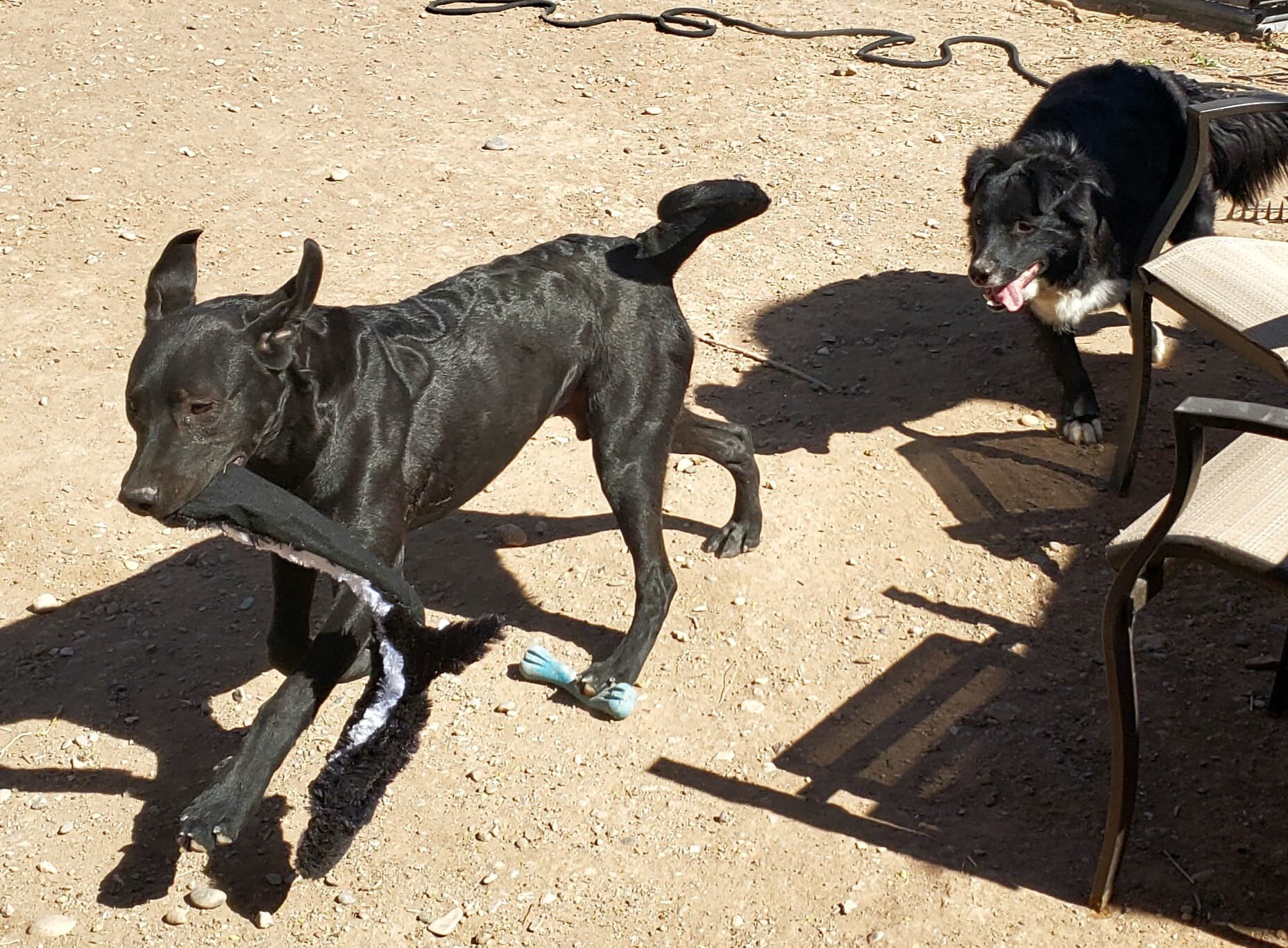 **SHADOW AKA LUCIFER, an adoptable Labrador Retriever, Australian Cattle Dog / Blue Heeler in Peralta, NM, 87042 | Photo Image 2