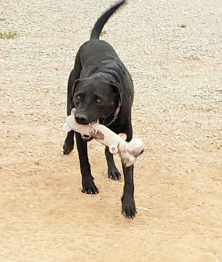 **SHADOW AKA LUCIFER, an adoptable Labrador Retriever, Australian Cattle Dog / Blue Heeler in Peralta, NM, 87042 | Photo Image 3
