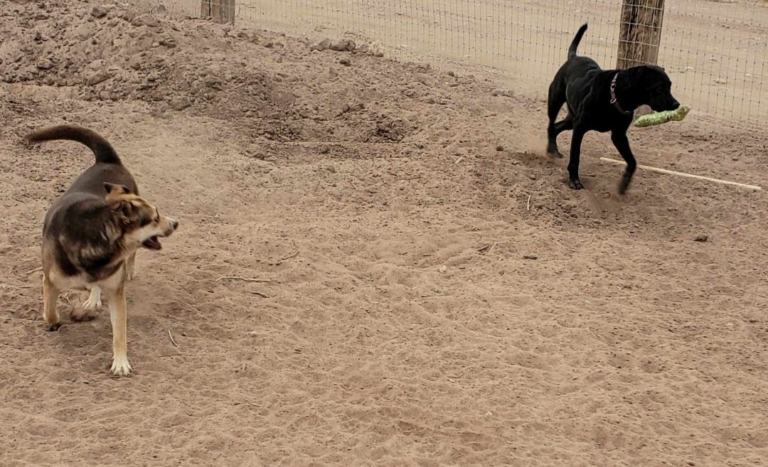 **SHADOW AKA LUCIFER, an adoptable Labrador Retriever, Australian Cattle Dog / Blue Heeler in Peralta, NM, 87042 | Photo Image 4