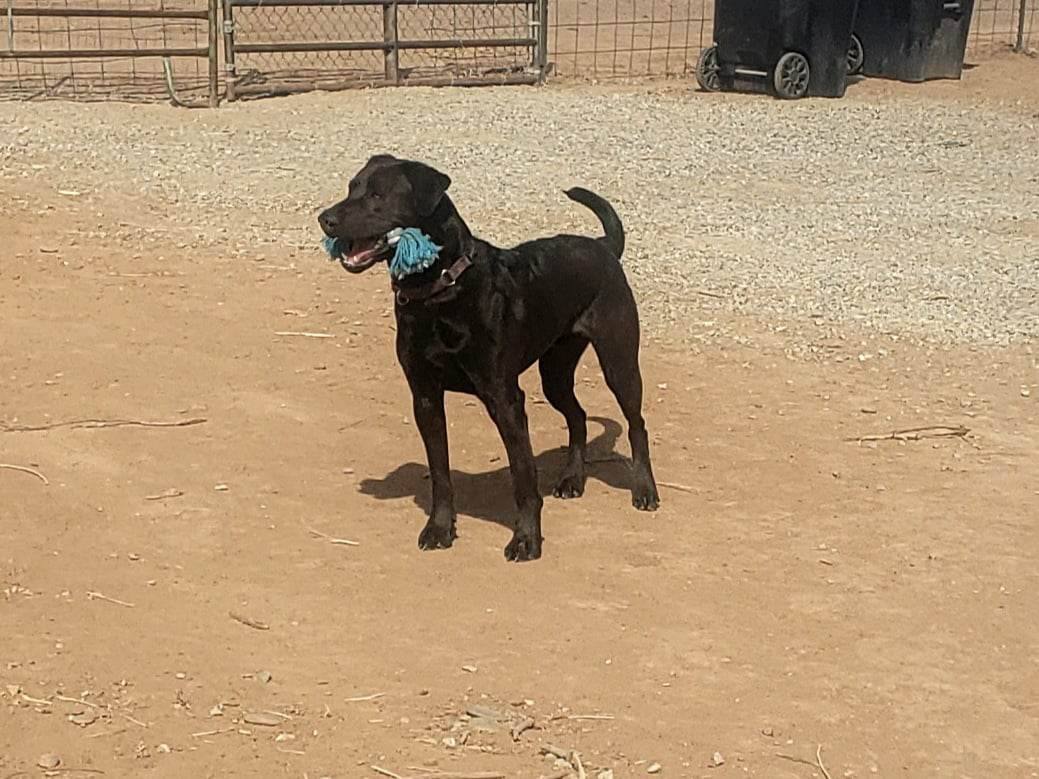 **SHADOW AKA LUCIFER, an adoptable Labrador Retriever, Australian Cattle Dog / Blue Heeler in Peralta, NM, 87042 | Photo Image 5