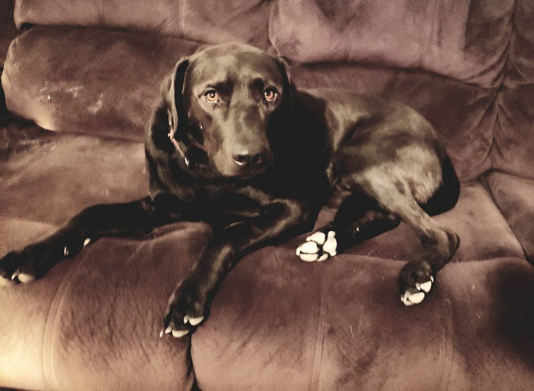 **SHADOW AKA LUCIFER, an adoptable Labrador Retriever, Australian Cattle Dog / Blue Heeler in Peralta, NM, 87042 | Photo Image 6