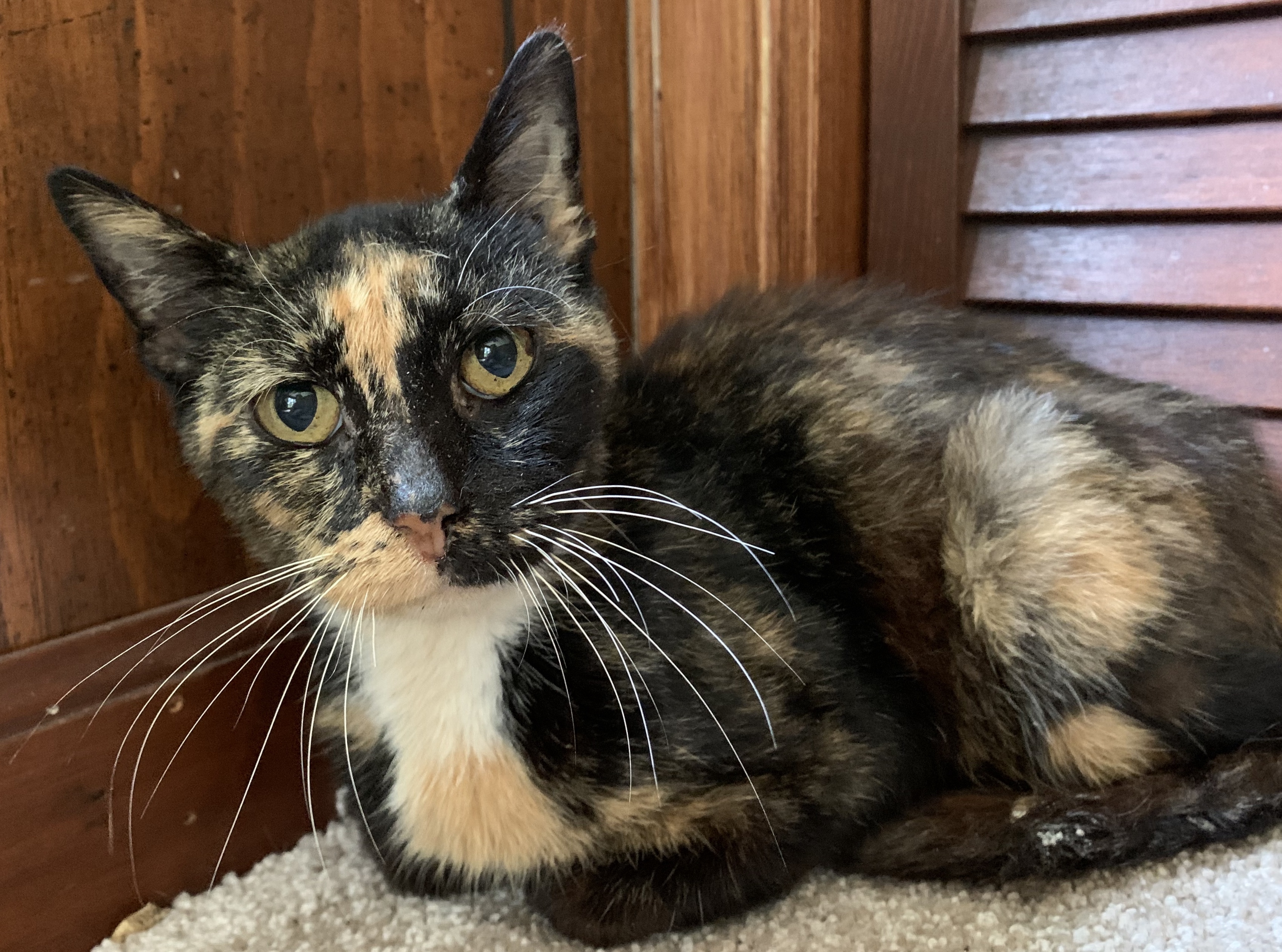 Rosemary, an adoptable Domestic Short Hair in Floyd, VA, 24091 | Photo Image 2