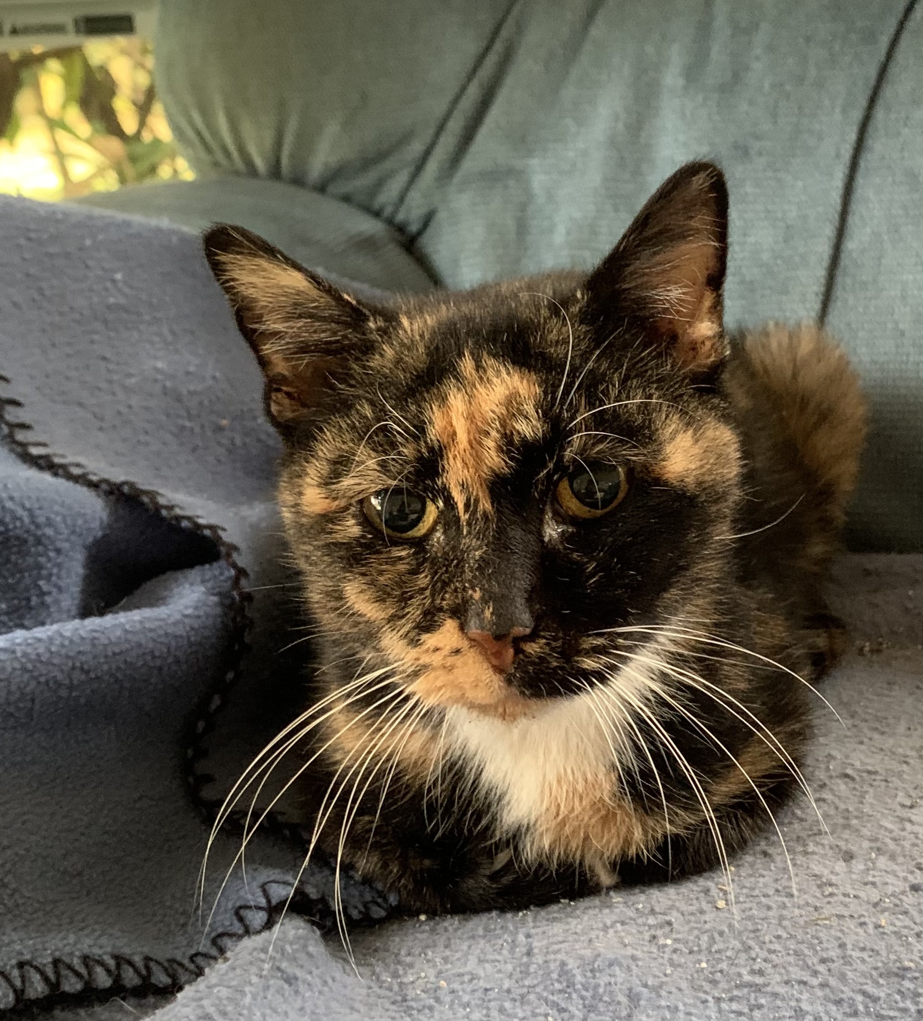 Rosemary, an adoptable Domestic Short Hair in Floyd, VA, 24091 | Photo Image 1