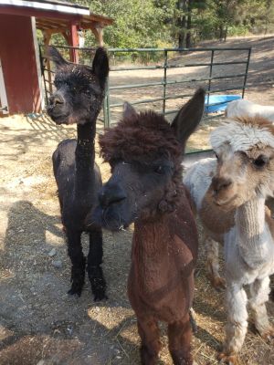 Rachel, Clarise, Cassiopeia & Marguerite