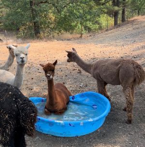 Frostina, Maryia & Rose Marie