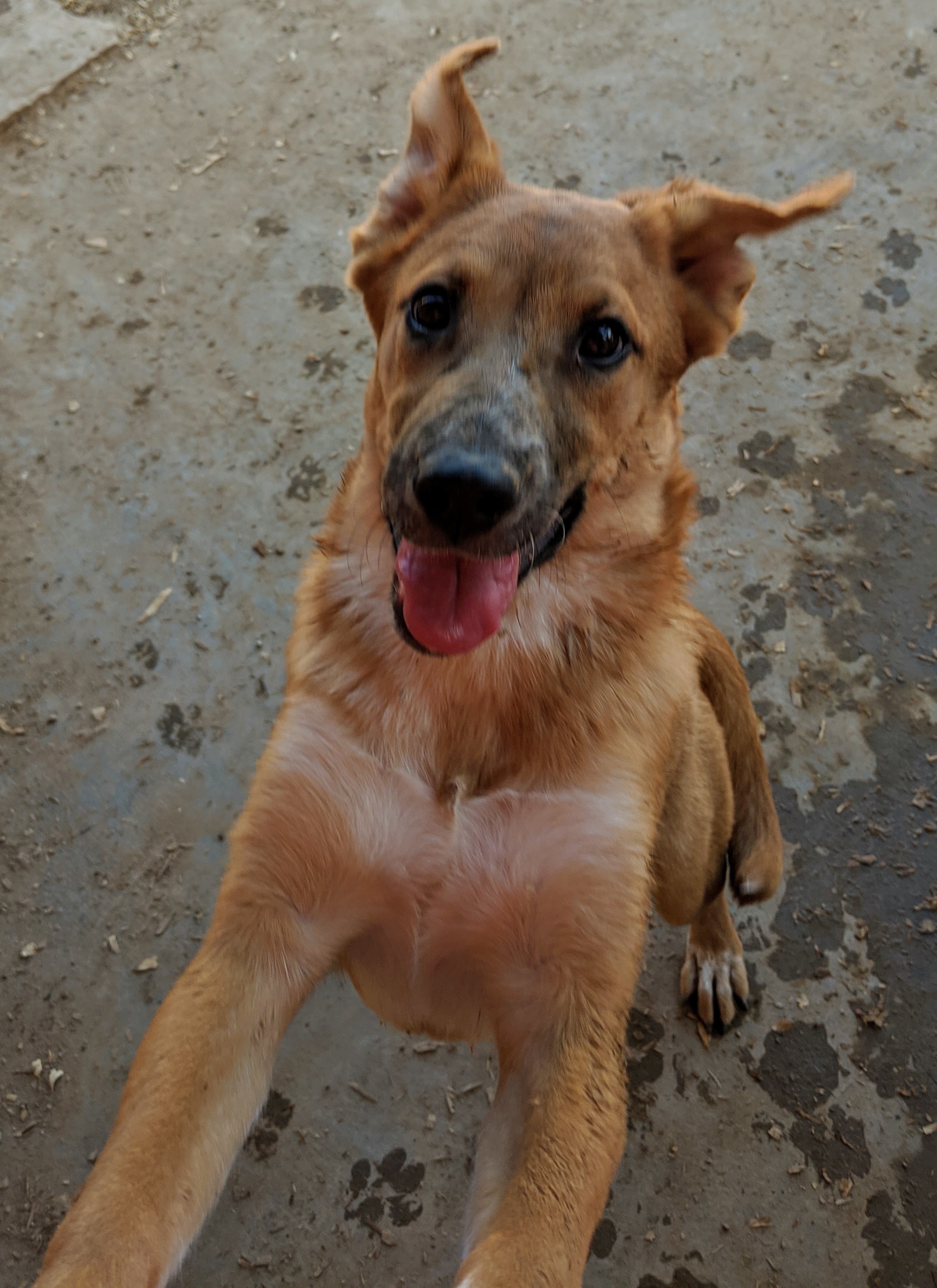 FOLIE and DAISY, an adoptable Shepherd, Cattle Dog in Pena Blanca, NM, 87041 | Photo Image 2