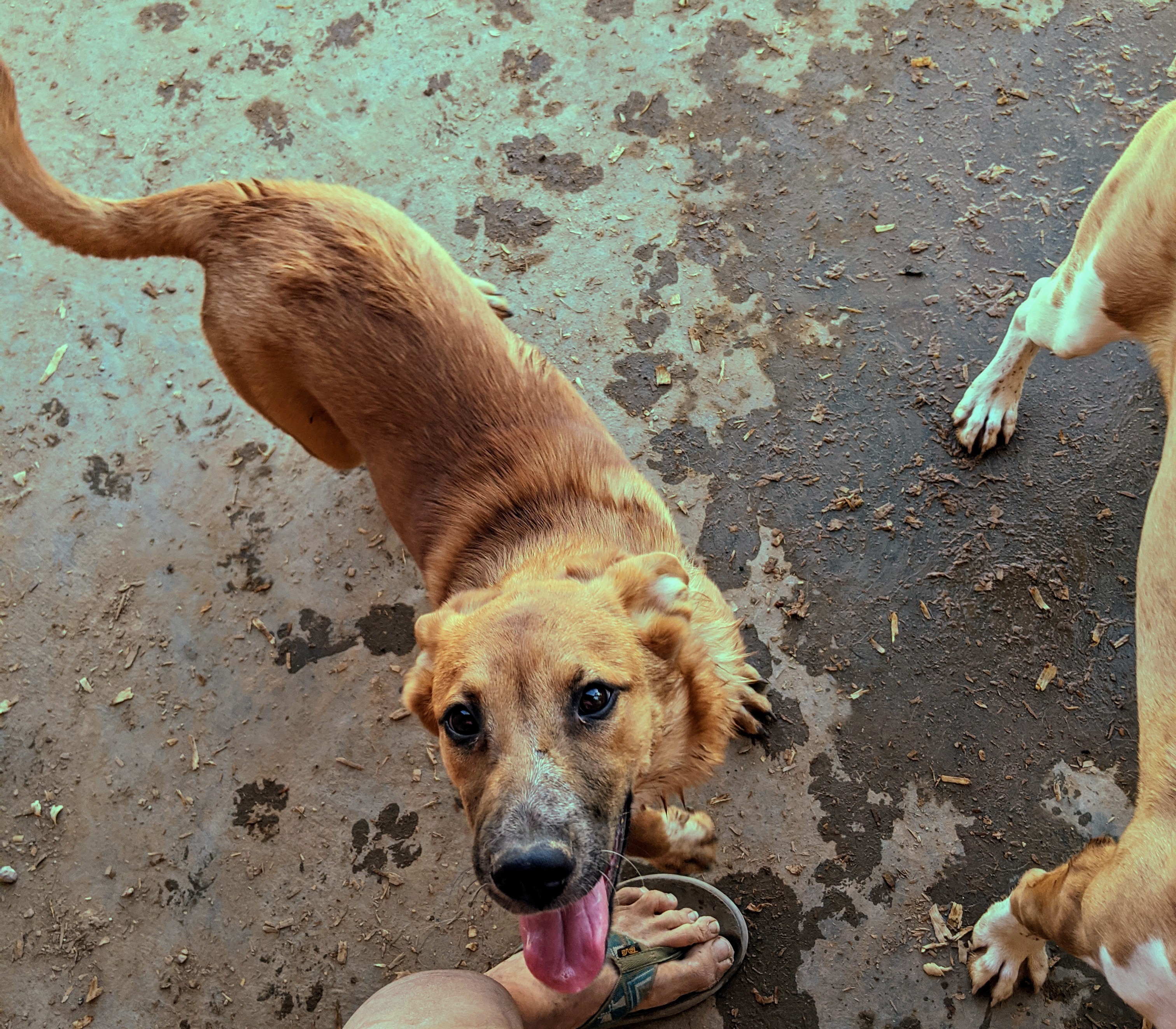 FOLIE and DAISY, an adoptable Shepherd, Cattle Dog in Pena Blanca, NM, 87041 | Photo Image 3