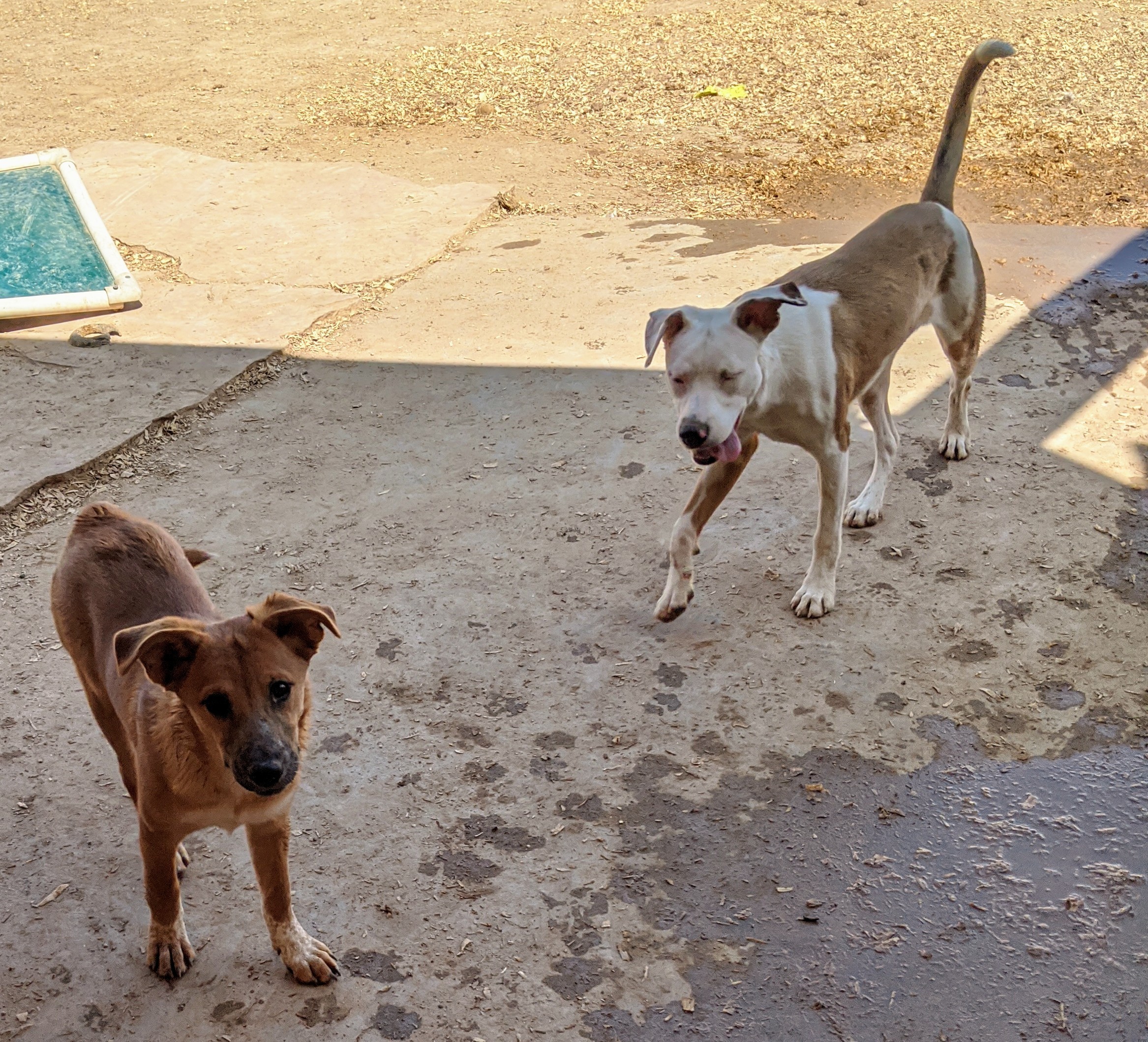 FOLIE and DAISY, an adoptable Shepherd, Cattle Dog in Pena Blanca, NM, 87041 | Photo Image 4