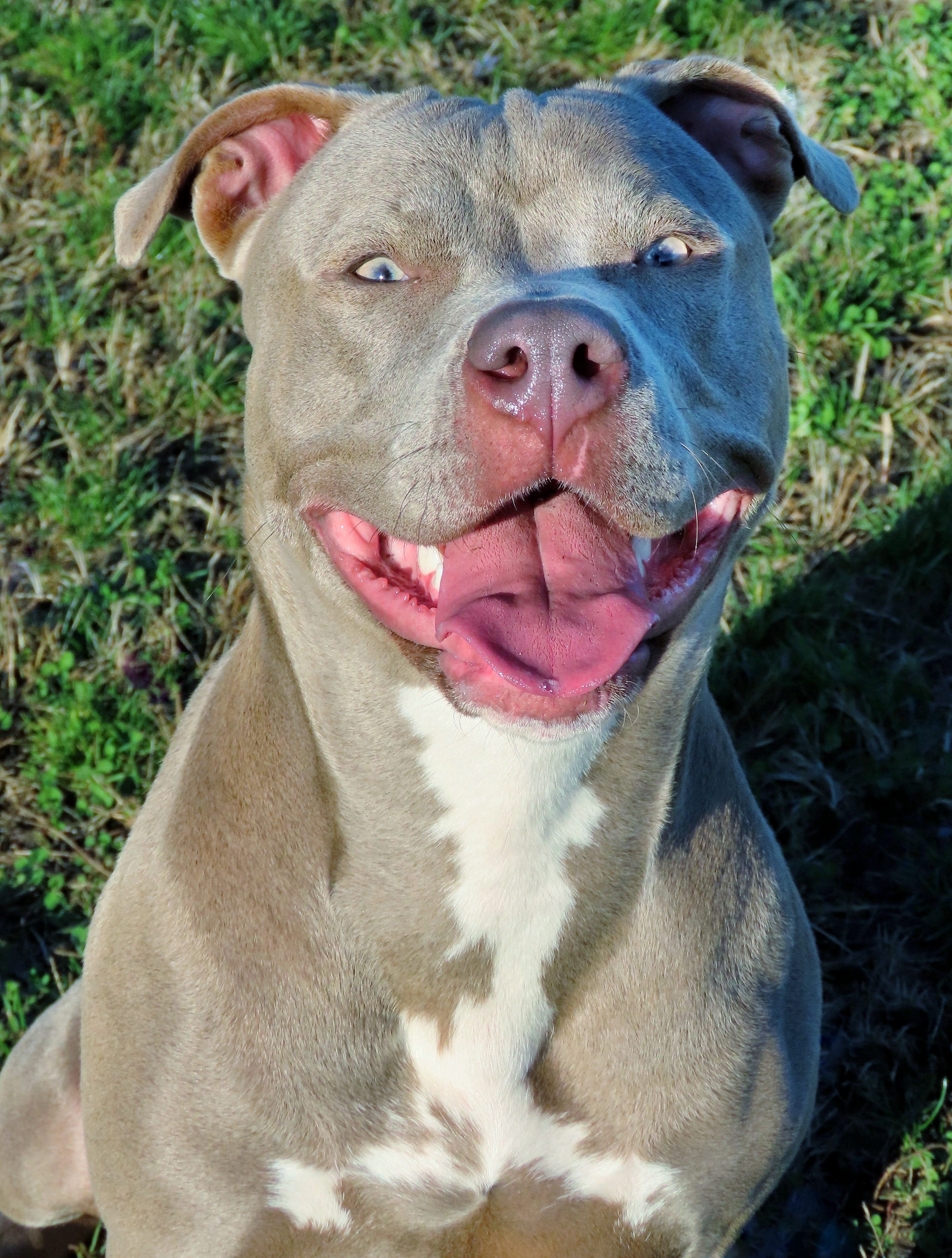 22-12 Madison, an adoptable Pit Bull Terrier in Amityville, NY, 11701 | Photo Image 1
