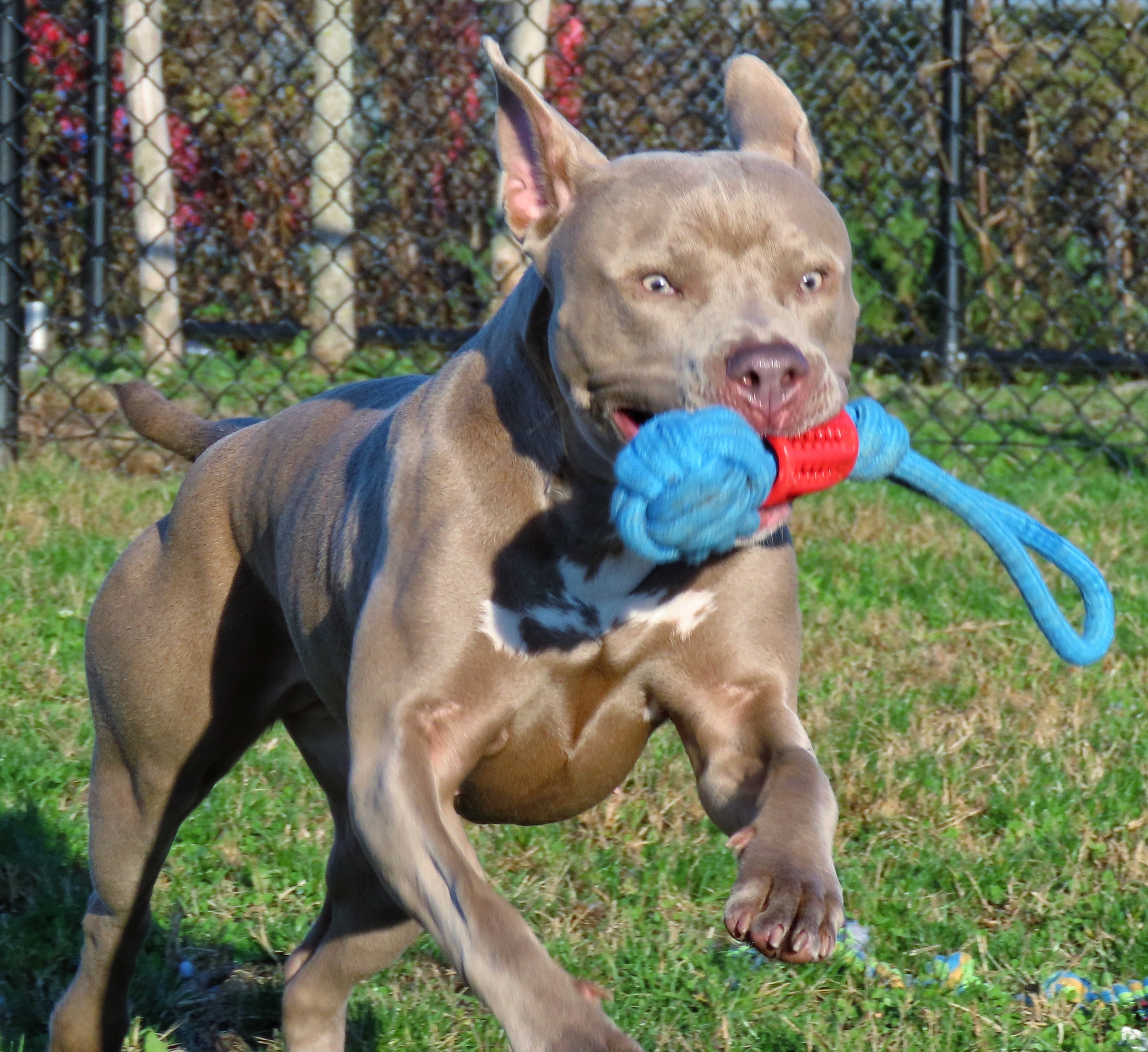 22-12 Madison, an adoptable Pit Bull Terrier in Amityville, NY, 11701 | Photo Image 2