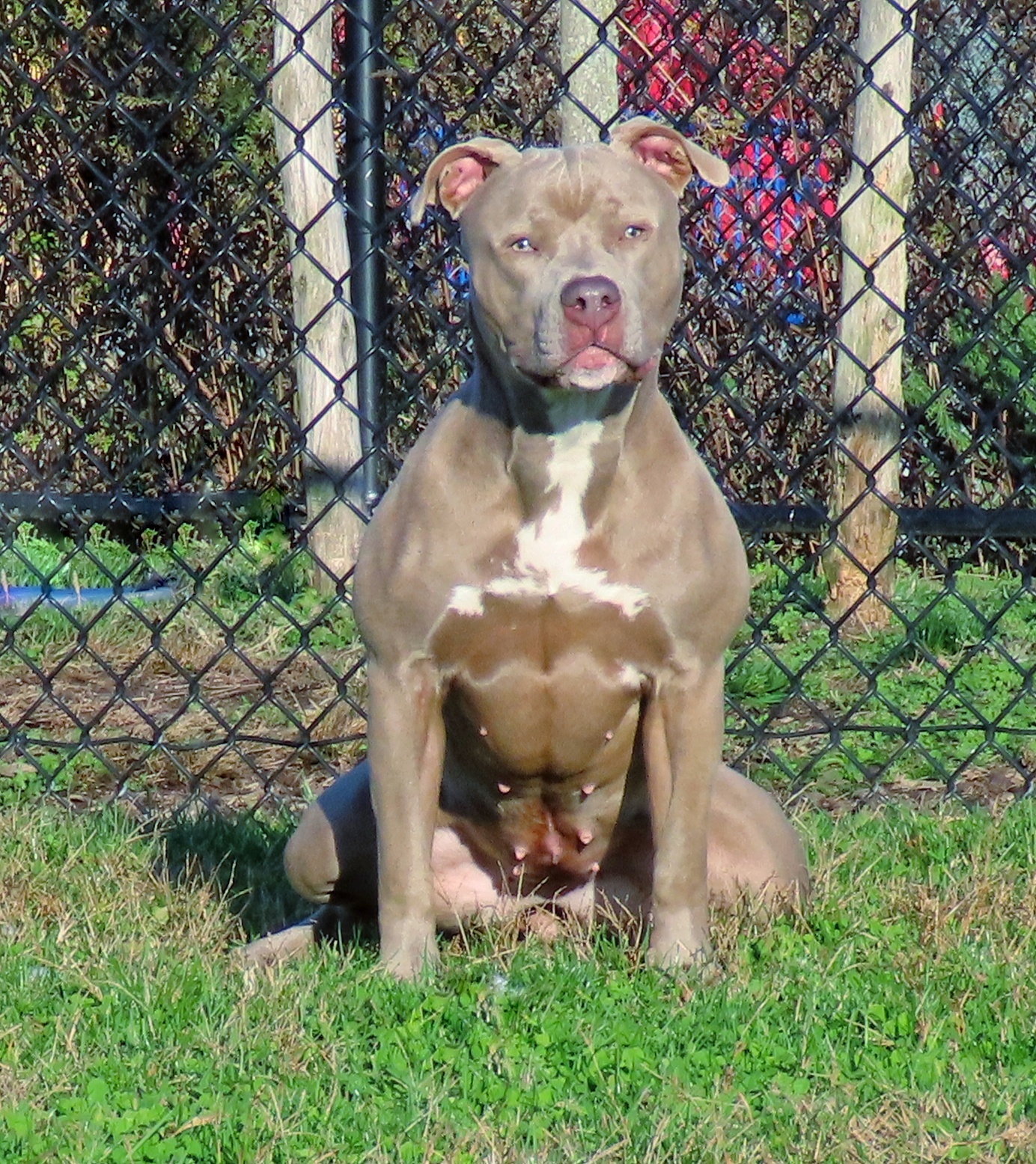 22-12 Madison, an adoptable Pit Bull Terrier in Amityville, NY, 11701 | Photo Image 3