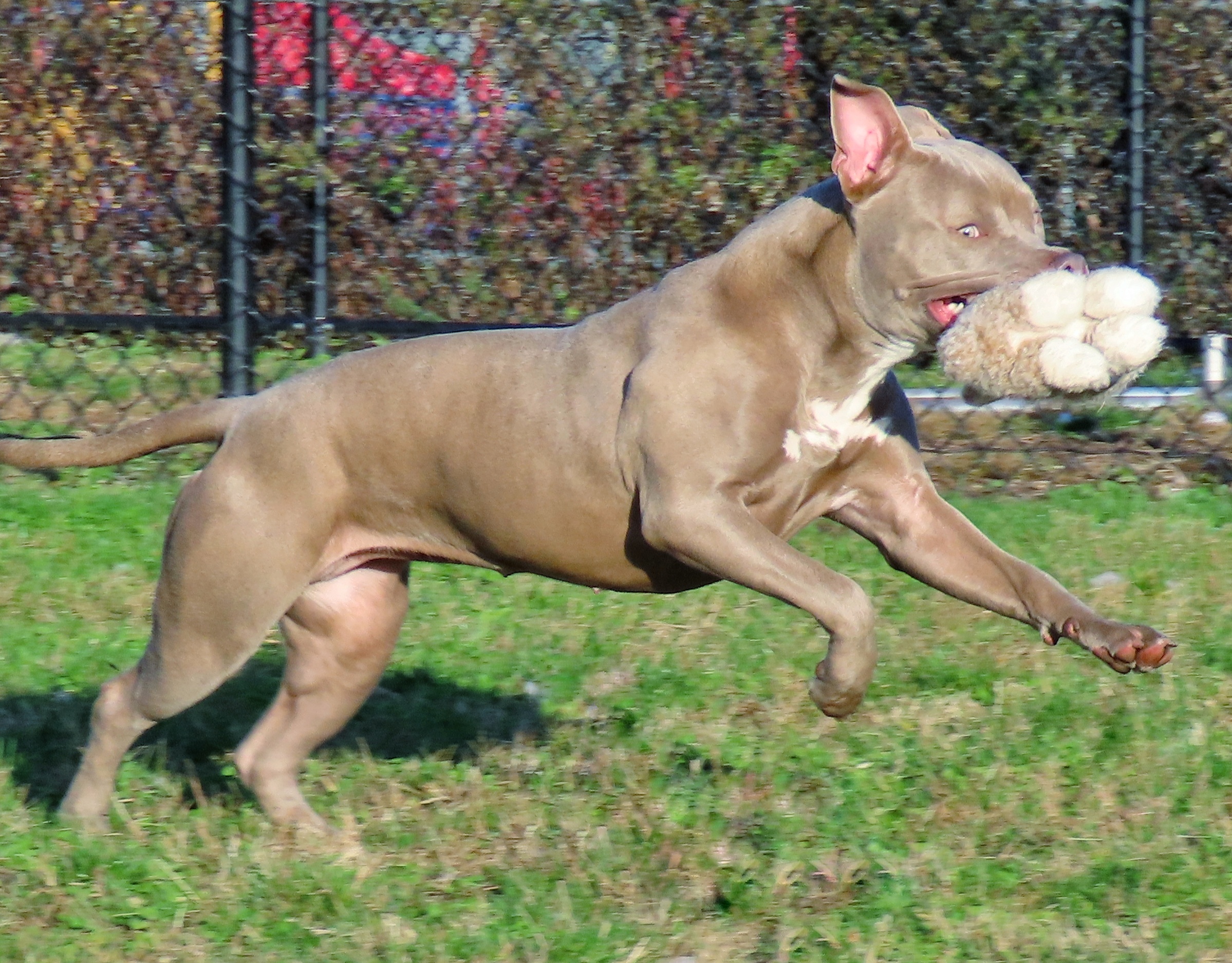 22-12 Madison, an adoptable Pit Bull Terrier in Amityville, NY, 11701 | Photo Image 4
