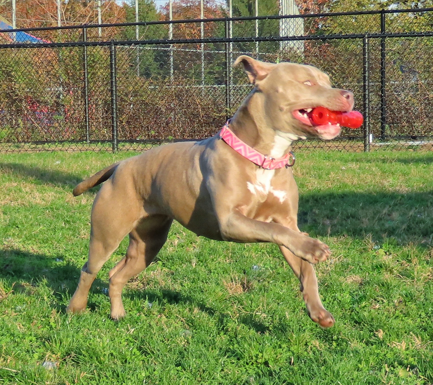 22-12 Madison, an adoptable Pit Bull Terrier in Amityville, NY, 11701 | Photo Image 6