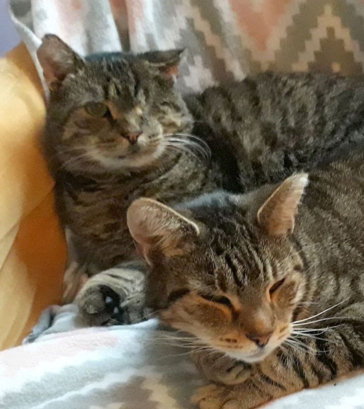 Luke Duke and Pudding (bonded male & female pair), an adoptable Domestic Short Hair & Tabby Mix in Germansville, PA_image-1