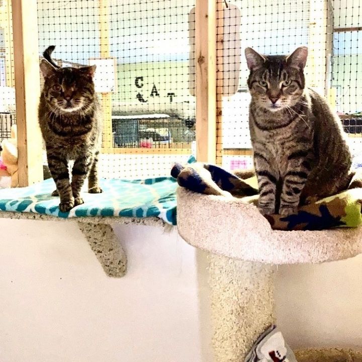 Luke Duke and Pudding (bonded male & female pair), an adoptable Domestic Short Hair & Tabby Mix in Germansville, PA_image-3