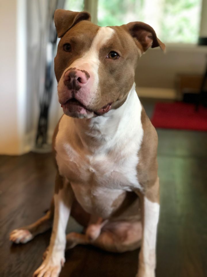 Dog for adoption - Camo, a Pit Bull Terrier Mix in Marietta, GA | Petfinder